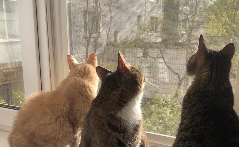 Нержавеющая сетка антикошка