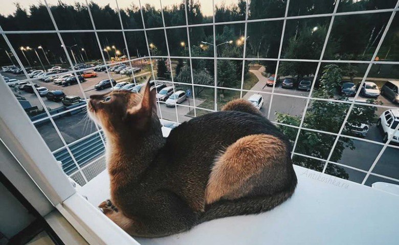 Выгул для кошек на окно