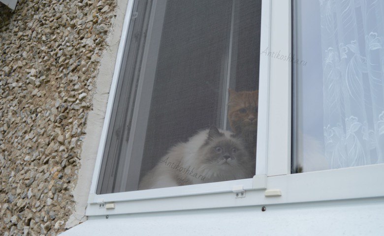 Почему москитная сетка опасна