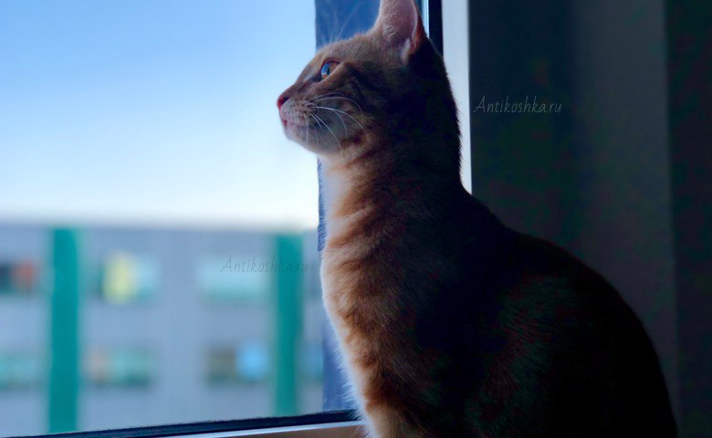 Для чего нужна сетка антикошка